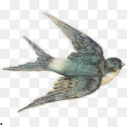 欧美写实燕子图片大全,捕捉自然之美