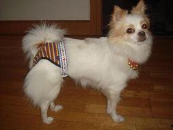 欧美狗狗点名图片,萌态百出,温馨满满